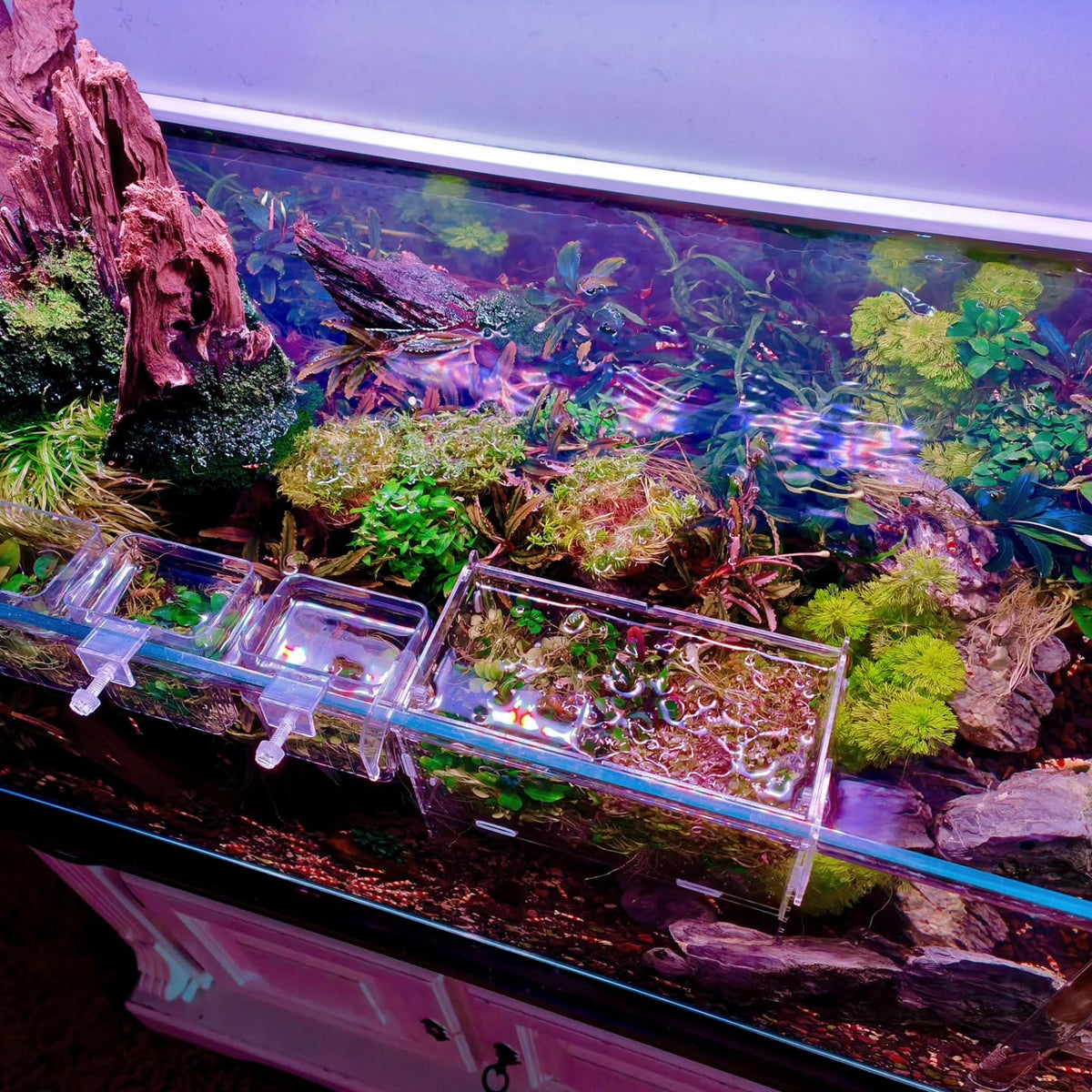 Instagram-bericht van @aquascapebarendrecht