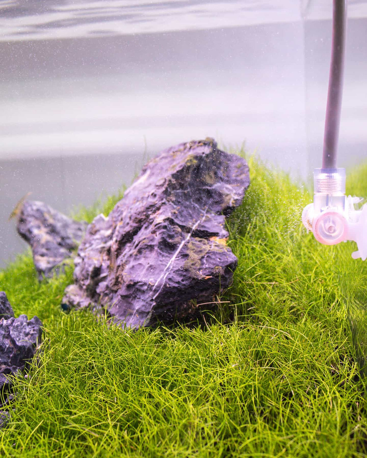 Aqua Plants: Choosing, Planting and Keeping Them Growing