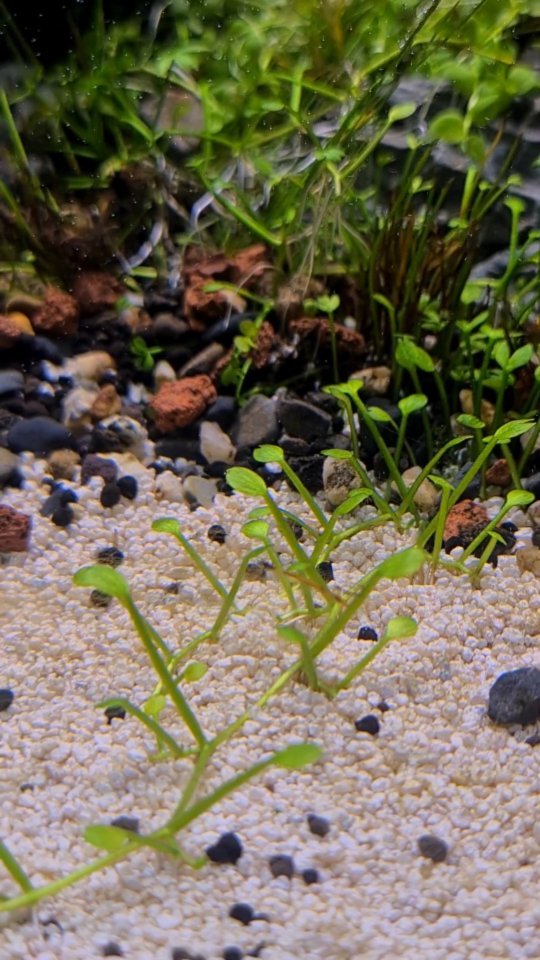 Instagram post by @bdpanaquafemale