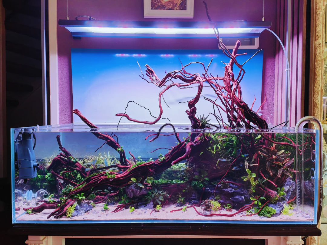 Instagram-bericht van @aquascapebarendrecht
