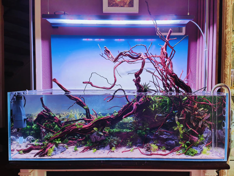 Instagram-bericht van @aquascapebarendrecht