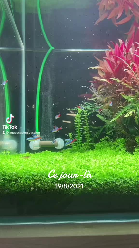 TikTok-video van @aquascaping.passion