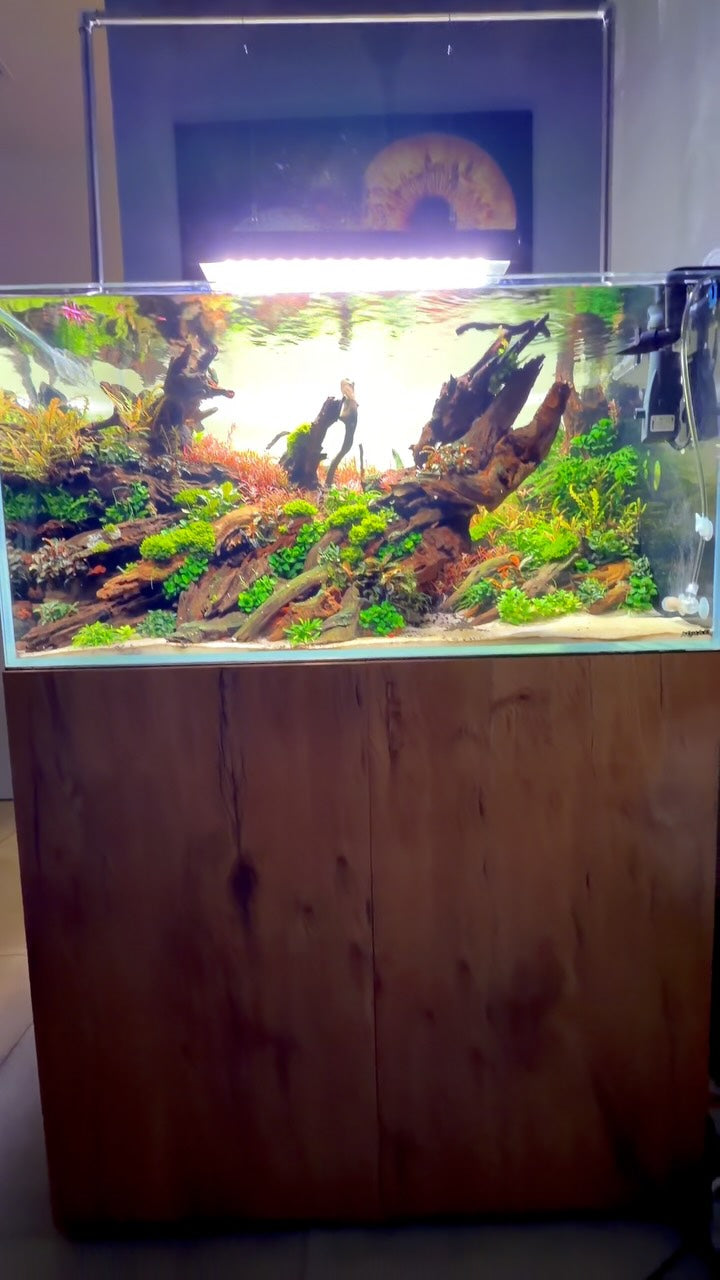 Instagram-bericht van @aquascaping.passion