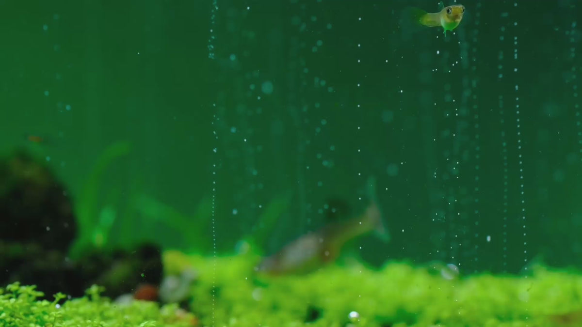 Video laden: Carpets need CO2: low, dense plants filling in under steady CO2